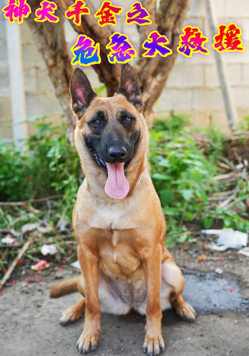 神犬千金之危急大救援