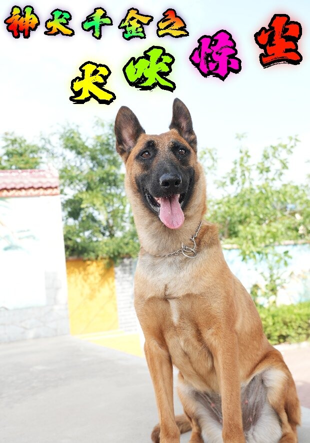 神犬千金之犬吠惊尘