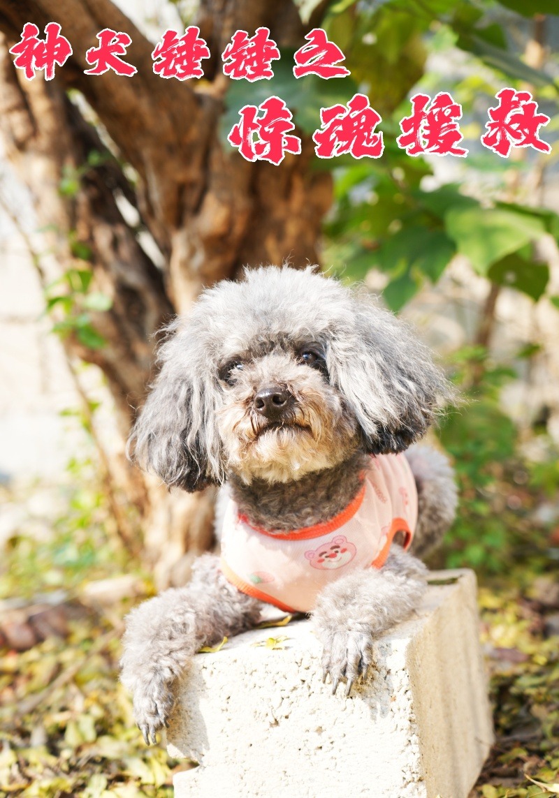 神犬锤锤之惊魂援救