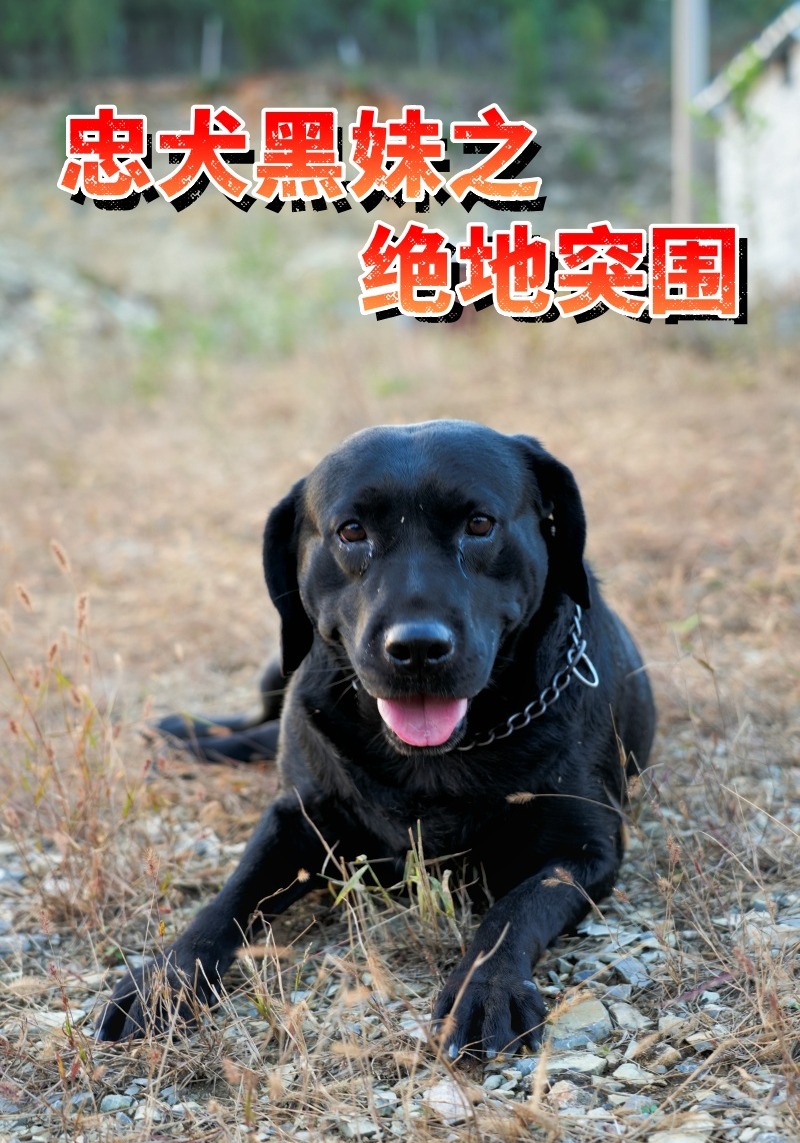忠犬黑妹之绝地突围