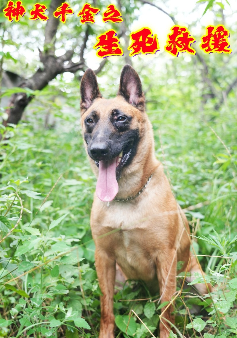 神犬千金之生死救援