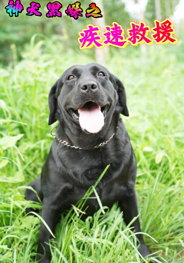 神犬黑妹之疾速救援